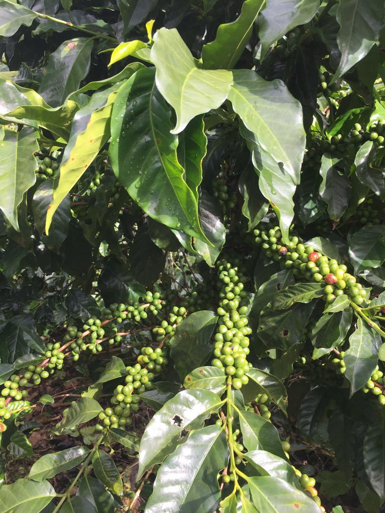San Cristobal - Costa Rica